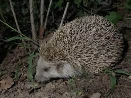 Un riccio in un prato