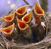 Uccellini su una mangiatoia